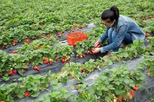 峁上人家 粽情溪谷 快來(lái)看看趙家峁2020迎端午系列文化活動(dòng)都有什么