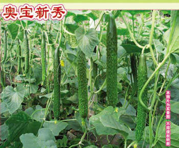 壽光萬盛種業推出新一代雜交膨瓜快抗病強口感好黃瓜種子